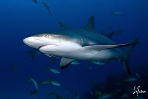 Reef Sharks surrounded us as we dove on the reef known as... by Steven Anderson 